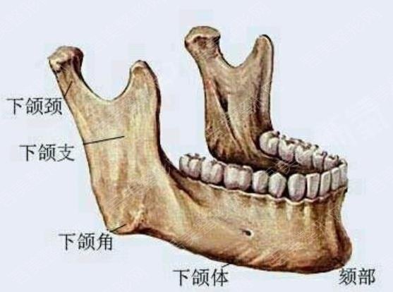 下颌角