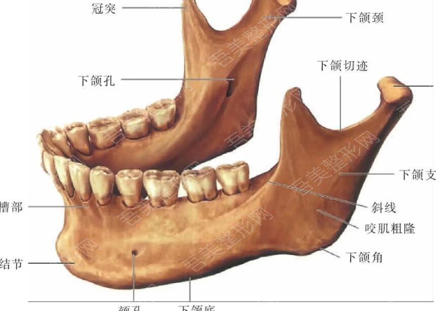 下颌角